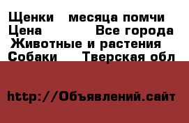 Щенки 4 месяца-помчи › Цена ­ 5 000 - Все города Животные и растения » Собаки   . Тверская обл.